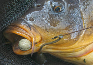 Best Carp Rigs 2019